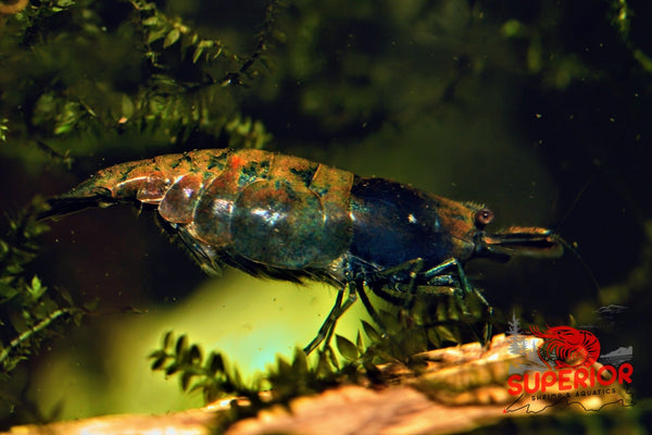 Cantaloupe Shrimp - Superior Shrimp & Aquatics