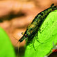 Cantaloupe Shrimp - Superior Shrimp & Aquatics