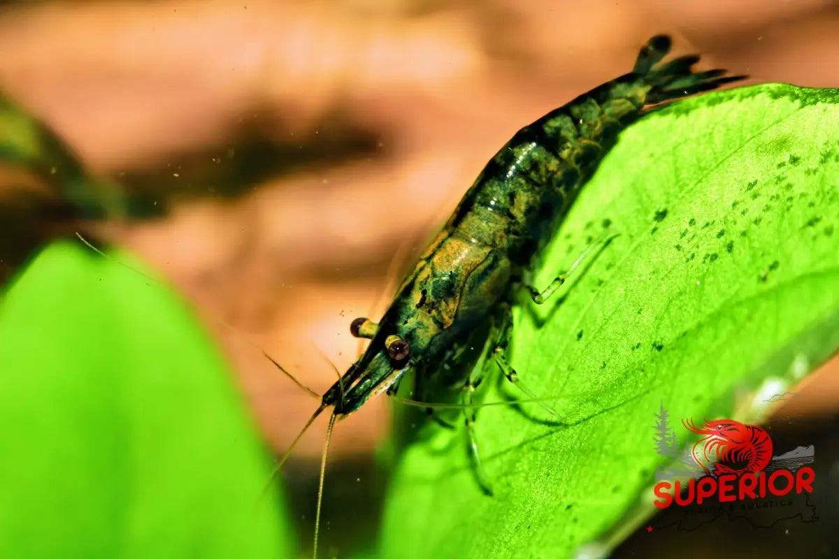Cantaloupe Shrimp - Superior Shrimp & Aquatics