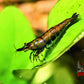 Cantaloupe Shrimp - Superior Shrimp & Aquatics