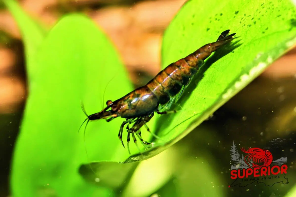 Cantaloupe Shrimp - Superior Shrimp & Aquatics
