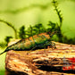 Cantaloupe Shrimp - Superior Shrimp & Aquatics