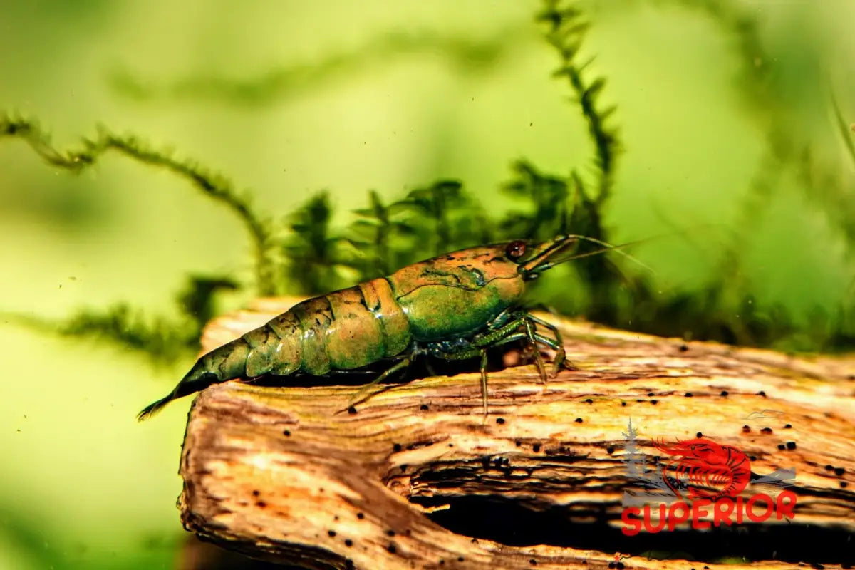 Cantaloupe Shrimp - Superior Shrimp & Aquatics