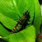 Cantaloupe Shrimp - Superior Shrimp & Aquatics