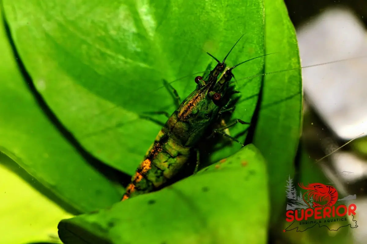 Cantaloupe Shrimp - Superior Shrimp & Aquatics