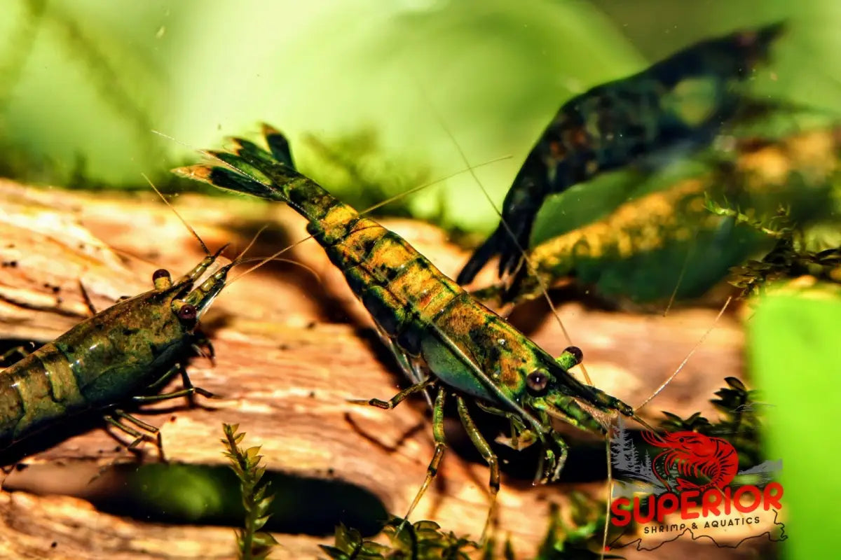 Cantaloupe Shrimp - Superior Shrimp & Aquatics