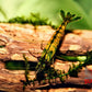 Cantaloupe Shrimp - Superior Shrimp & Aquatics