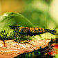 Cantaloupe Shrimp - Superior Shrimp & Aquatics