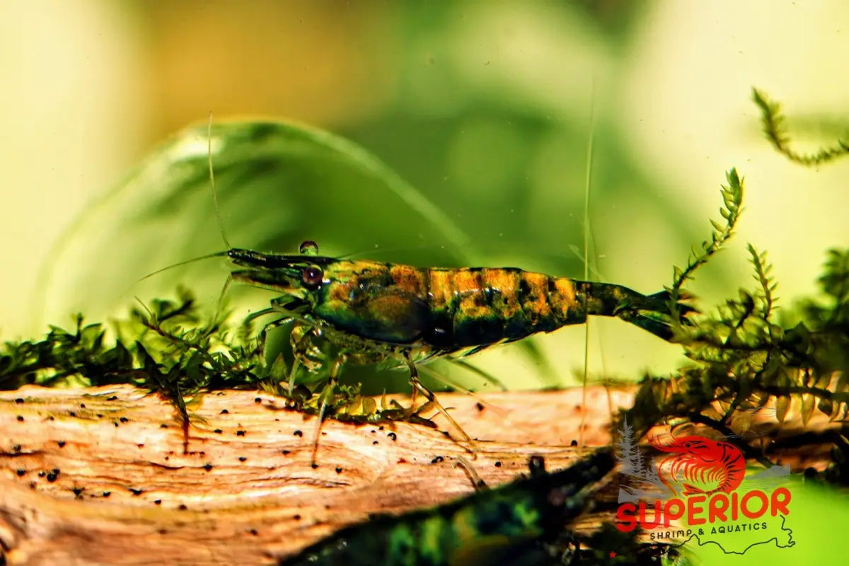 Cantaloupe Shrimp - Superior Shrimp & Aquatics