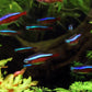 Cardinal Tetras (Paracheirodon axelrodi)