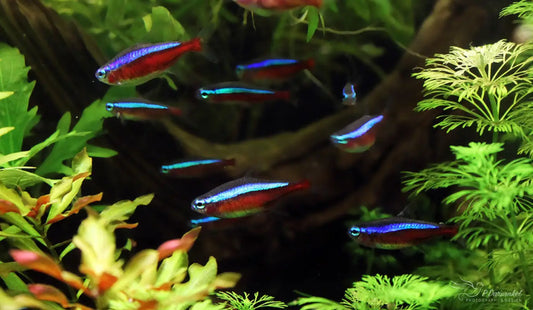 Cardinal Tetras (Paracheirodon axelrodi)