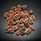 Casuarina Cones - Superior Shrimp & Aquatics