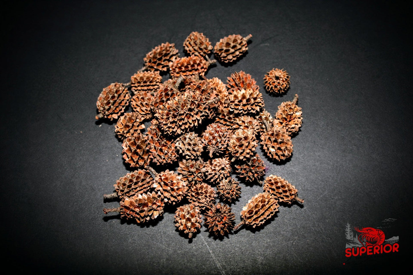 Casuarina Cones - Superior Shrimp & Aquatics