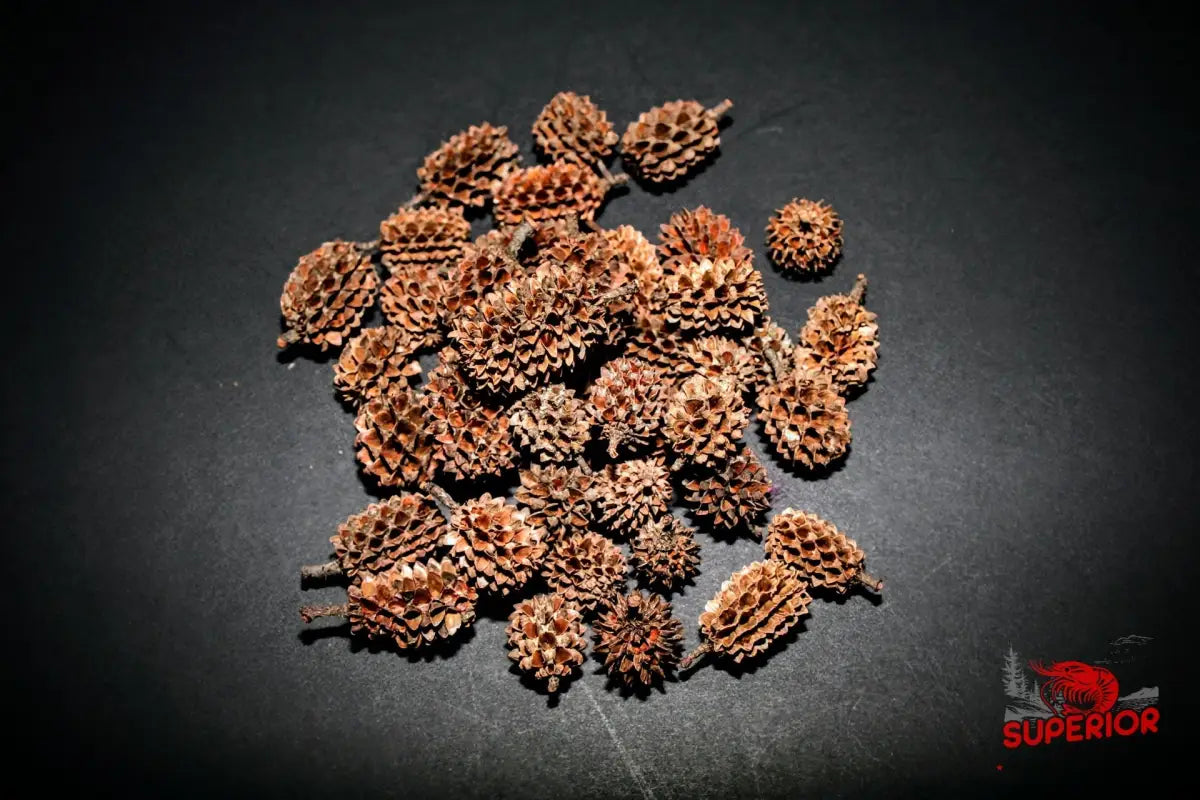 Casuarina Cones - Superior Shrimp & Aquatics