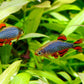 Celestial Pearl Danios (Danio margaritatus)