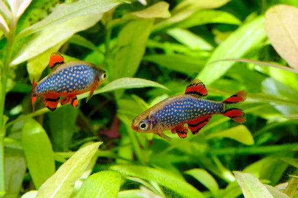Celestial Pearl Danios (Danio margaritatus)