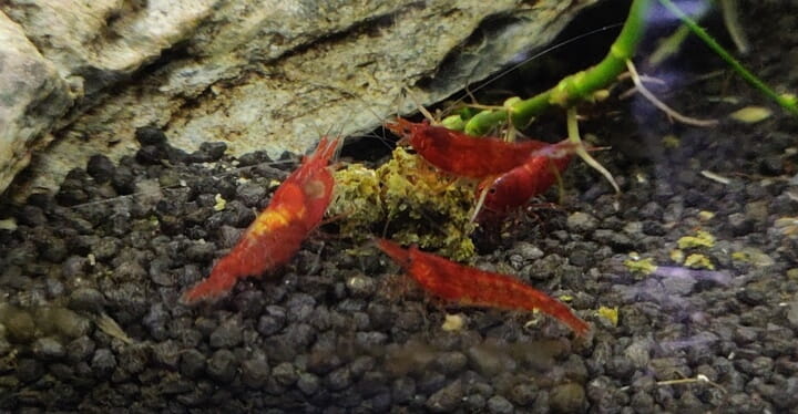 Female cherry shrimp showing a clearly visible saddle behind the head