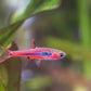 Chili Rasboras (Boraras brigittae)