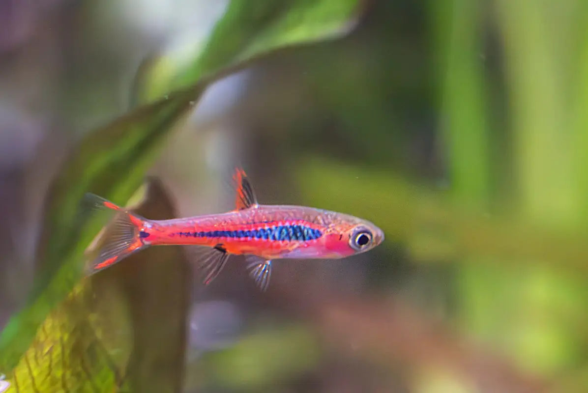 Chili Rasboras (Boraras brigittae)