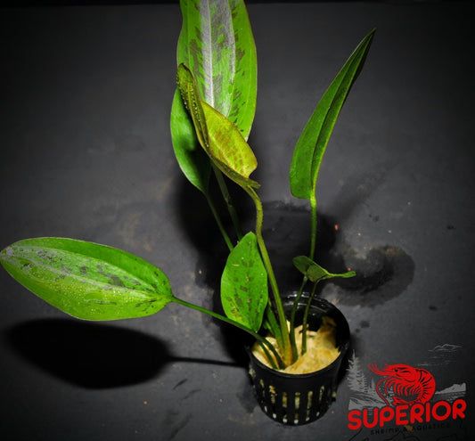 Chocolate Marble Sword ('Echinodorus sp. ‘Chocolate Marble’') - Superior Shrimp & Aquatics