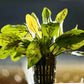 Chocolate Marble Sword ('Echinodorus sp. ‘Chocolate Marble’') - Superior Shrimp & Aquatics
