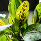 Chocolate Marble Sword ('Echinodorus sp. ‘Chocolate Marble’') - Superior Shrimp & Aquatics