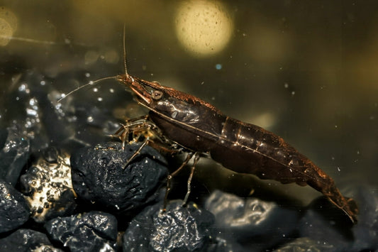 Chocolate shrimp - Superior Shrimp & Aquatics