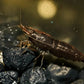 Chocolate shrimp - Superior Shrimp & Aquatics