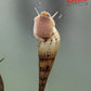 Malaysian Trumpet Snail (Melanoides tuberculata) - Superior Shrimp & Aquatics