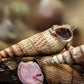 Malaysian Trumpet Snail (Melanoides tuberculata) - Superior Shrimp & Aquatics