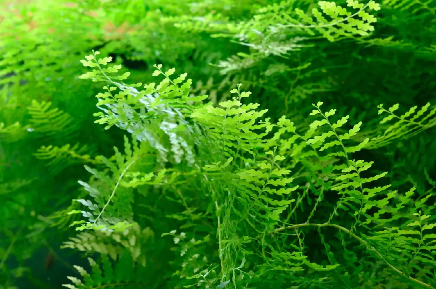 Close-up of Java moss Taxiphyllum barbieri fronds showing fine leaf texture