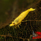 Crested Cream Shrimp - Superior Shrimp & Aquatics