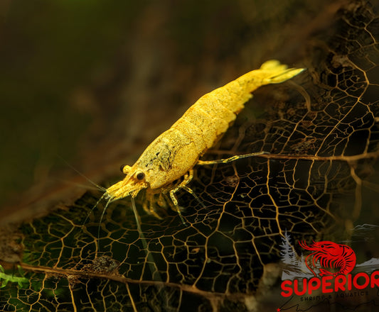 Crested Cream Shrimp - Superior Shrimp & Aquatics