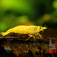 Crested Cream Shrimp - Superior Shrimp & Aquatics