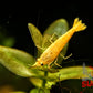 Crested Cream Shrimp - Superior Shrimp & Aquatics