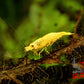 Crested Cream Shrimp - Superior Shrimp & Aquatics