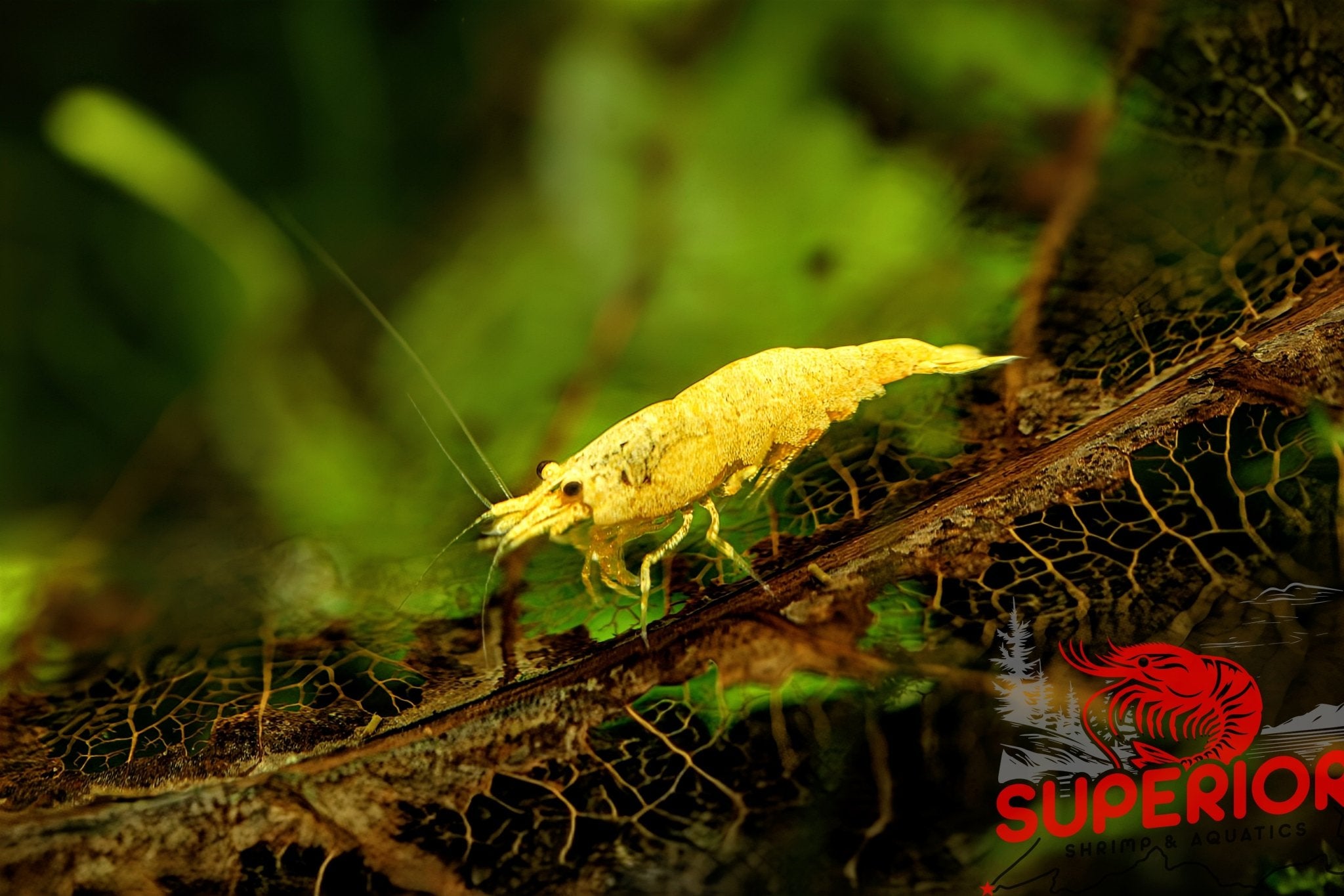 Crested Cream Shrimp - Superior Shrimp & Aquatics