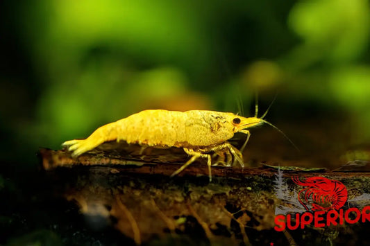 Crested Cream Shrimp - Superior Shrimp & Aquatics