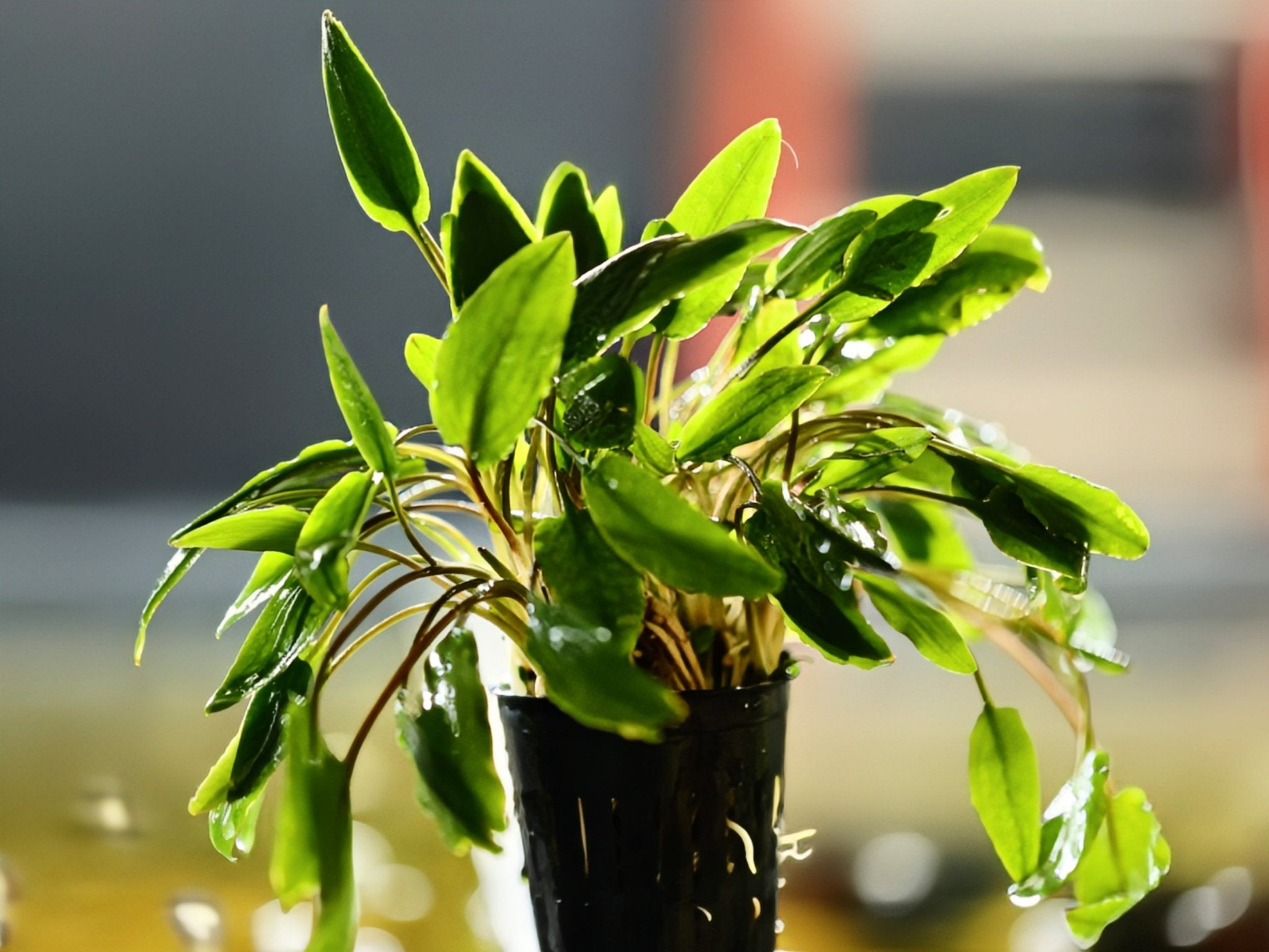 Cryptocoryne Lutea | Aquatic Plants – Superior Shrimp & Aquatics