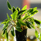 Cryptocoryne Lutea - Superior Shrimp & Aquatics