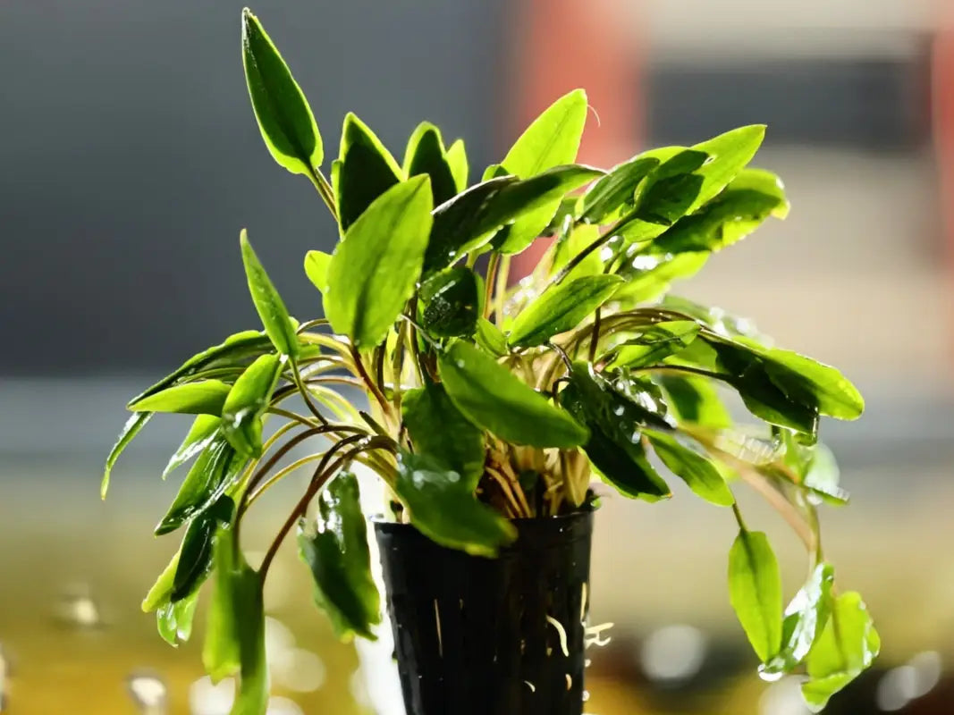 Cryptocoryne Lutea - Superior Shrimp & Aquatics
