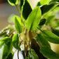 Cryptocoryne Lutea - Superior Shrimp & Aquatics