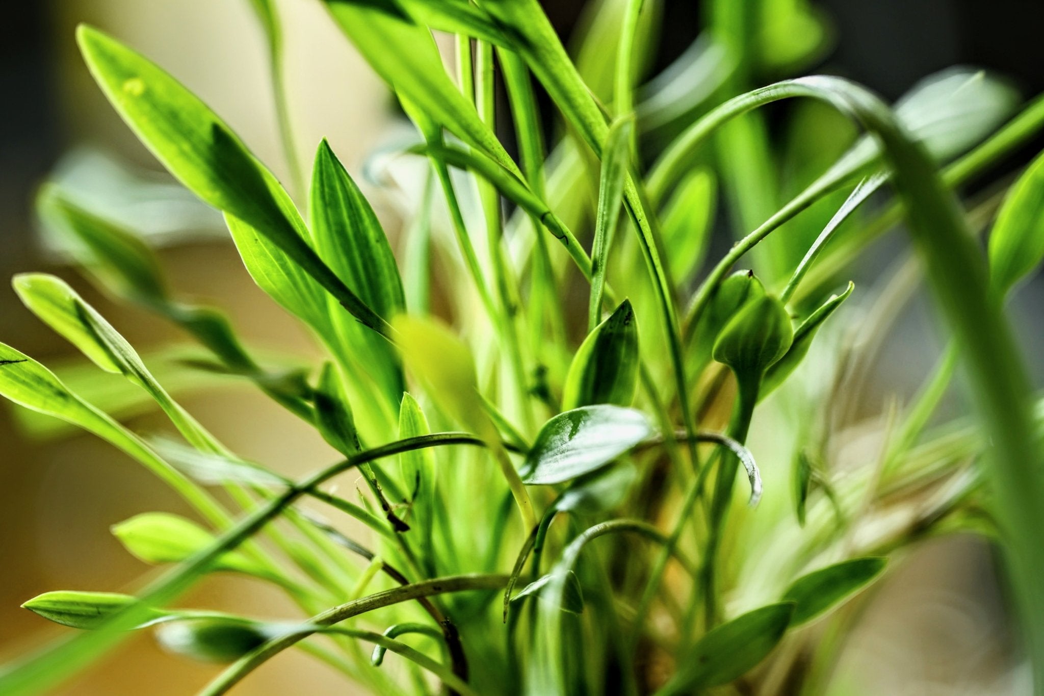 Cryptocoryne Parva | Aquatic Plants – Superior Shrimp & Aquatics