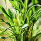 Cryptocoryne Parva - Superior Shrimp & Aquatics