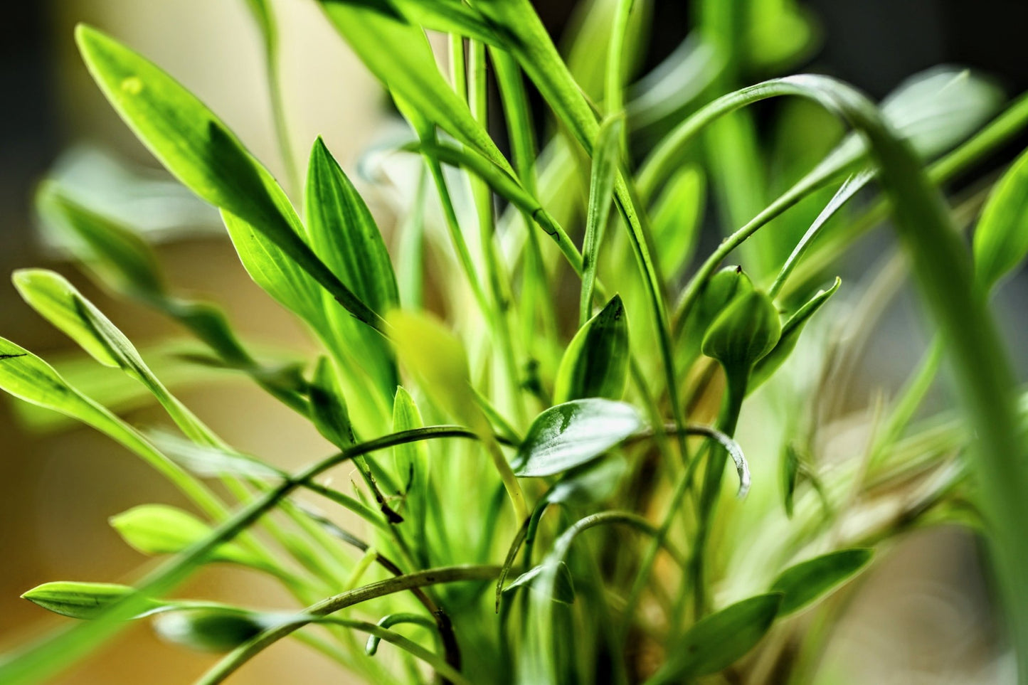 Cryptocoryne Parva - Superior Shrimp & Aquatics