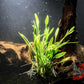 Cryptocoryne Parva - Superior Shrimp & Aquatics