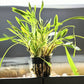 Cryptocoryne Parva - Superior Shrimp & Aquatics