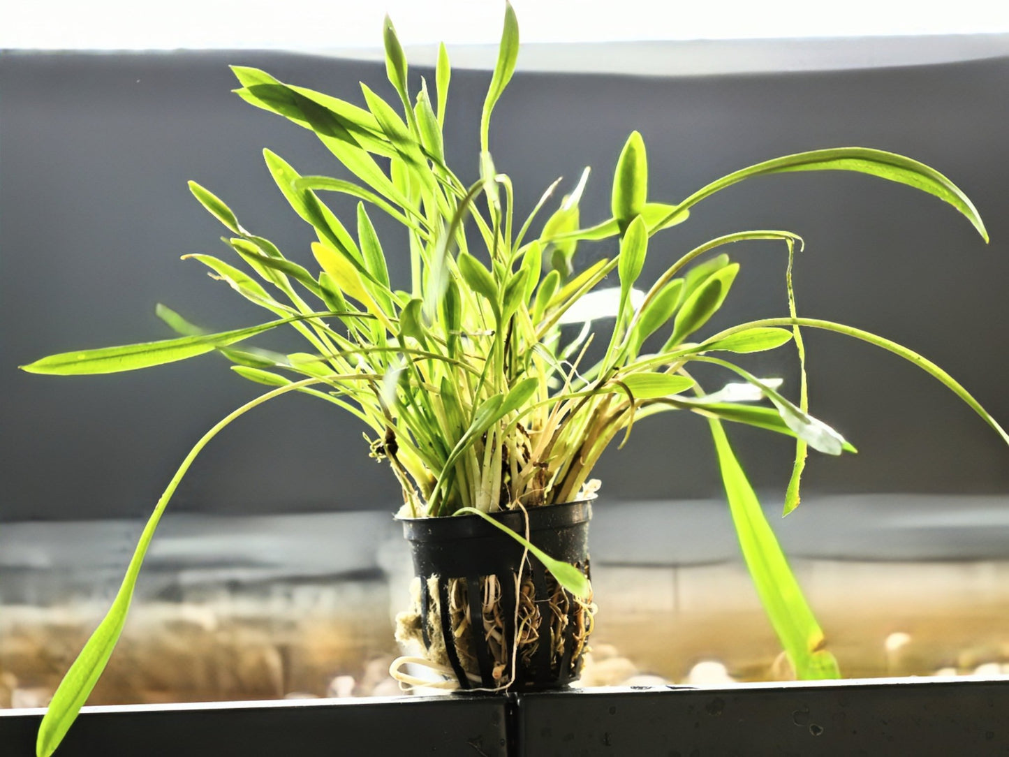Cryptocoryne Parva - Superior Shrimp & Aquatics