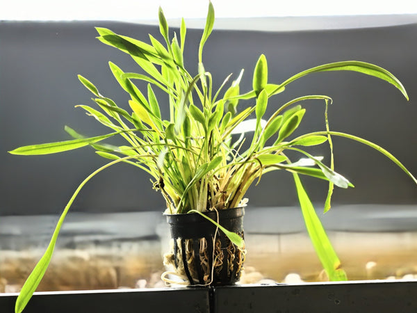 Cryptocoryne Parva - Superior Shrimp & Aquatics