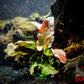 Cryptocoryne Pink Flamingo - Superior Shrimp & Aquatics